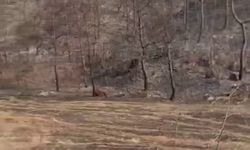 Sakarya'da ormanda ceset bulundu