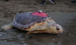 ‘Tuba’nın da arasında olduğu 7 deniz kaplumbağası yeniden denize salındı