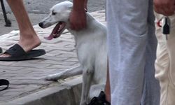 Yangındaki köpekleri itfaiye kurtardı