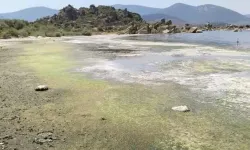 Bafa Gölünde kirlilik alarmı