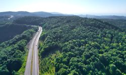 Samsun ve Zonguldak’ta 1 milyon metrekare orman sınır dışına çıkarıldı!