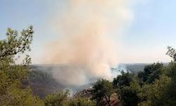 Aydın'da maki yangını
