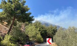Aydın'da zeytinlik alanda çıkan yangına müdahale sürüyor