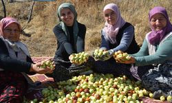 Kadınlardan hünnap mesaisi