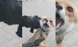 Şarkışla'da binaya tilki girdi!