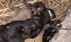 4 köpek yavrusu ölü bulundu