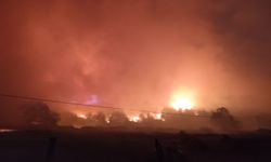 Bursa'da orman yangını!