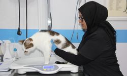 Depresyona giren kedi antidepresanla tedavi edildi!