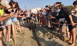 Ege kıyılarında 469 caretta yavrusu denizle buluştu