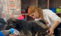 Felç kalan yavru köpeği sahiplendi
