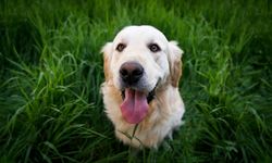 İtalya'dan turist köpeklere vergi kararı