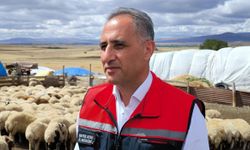 Kars'ta 1,5 Milyon Küçükbaş Hayvan Aşılanıyor