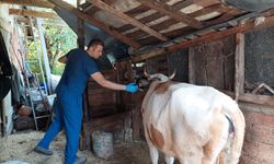 Kastamonu'da köylere hayvanların giriş ve çıkışları yasaklandı