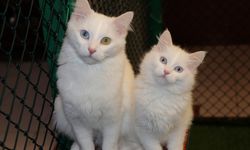 Kedi Villası'nda doğum sezonu kapandı