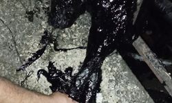 Köpek zift kazanına düştü, hayatını kaybetti