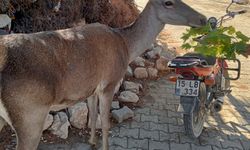 Köy kahvehanesine giren kızılgeyik ilgi odağı oldu