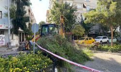 Park halindeki otomobile ağaç devrildi