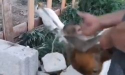 Şiddet gören maymun, koruma altına alındı