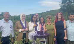 Yalova'da aronya hasadına başlandı
