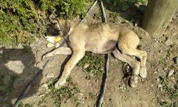 Yavru köpeğe araç çarptı