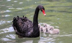 Kuğulu Park'a 5 yeni üye: Minik yavrular ilgi odağı oldu