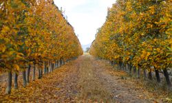 Karaman'da elma bahçeleri sonbaharla birlikte renk cümbüşüne dönüştü
