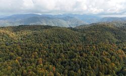 Bolu Dağı'nda sonbahar manzarası