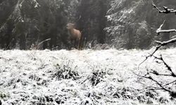 Bolu'daki ormanda kızılgeyik görüntülendi