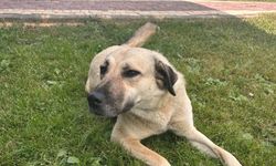 Enerjisa Üretim'den evcil hayvanlar için Sevimli Dostum Sigortası