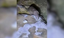 Fırat Nehri'nde tatlı su samuru kameralara yansıdı