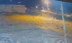 Kars'ta Kurtlar Şehre İnip Köpeğe Saldırdı
