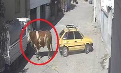 Nevşehir'de Kaçan Boğa, Otomobile Saldırdı