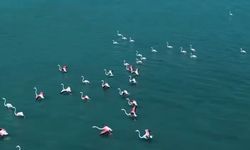 Van'da Jandarmadan Flamingo Nöbeti