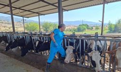 Yenipazar'da 9 mahalle şap karantinasına alındı