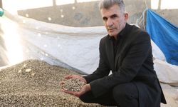 Yüksekova'dan Irak'a 'kenger çekirdeği' toplanıyor