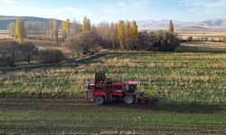 Bayburt'ta şeker pancarı üretim alanı artış gösterdi