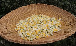 ÇAYMER’den yıl 50 kilogram çiçek çayı