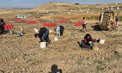Karaahmetli köyünde soğan hasadı yapıldı
