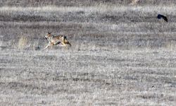 Kars kırsalında kurt ve vaşak aynı karede