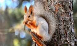 Kars'ta kızıl sincaplar kış uykusuna hazırlanıyor