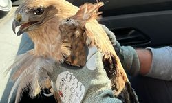 Kırşehir'de yaralı halde bulunan kızıl şahin tedaviye alındı