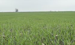 Trakya'da Buğday Ekim Mesaisi