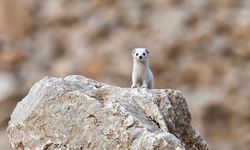 Van'da nesli koruma altındaki beyaz gelincik görüldü