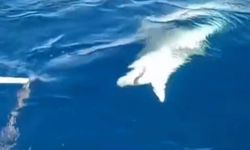 Amatör Balıkçıya Köpek Balığı Şoku