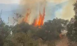 Aydın'da ormanı alevler sardı