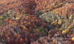 Bolu Mengen'de sonbahar manzarası
