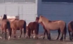 Bolu'da yılkı atları şehre indi