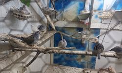 Çorlu'da yasa dışı yollarla getirilip üretimi yapılan hayvanlar ele geçirildi