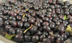 Defne yağının litresi Hatay’da bin liraya alıcı buluyor