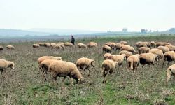 Edirne'de köy merasında top mermisi bulundu